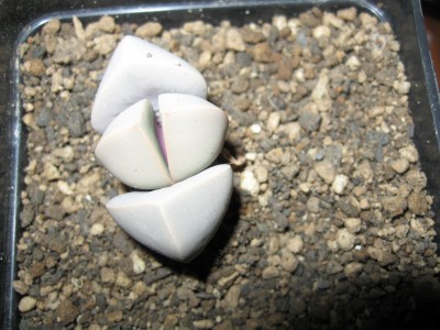 Lapidaria margaretae.jpg