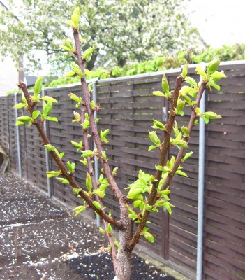 2010_04_26.JPG