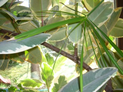 FicusElastica2.jpg
