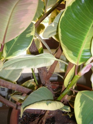 FicusElastica1.jpg