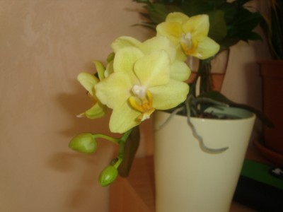 green 013.JPG