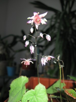 Epimedium Madame Butterfly b.jpg