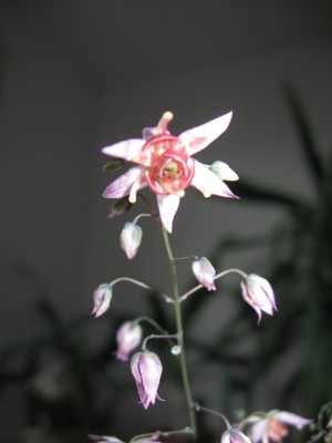 Epimedium Madame Butterfly.jpg