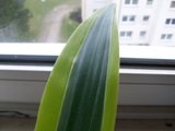100_2920.JPG