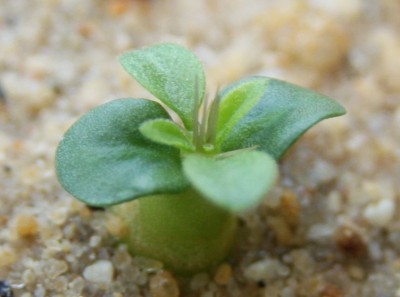 Pachypodium namaquanum - 29.05.2009.jpg