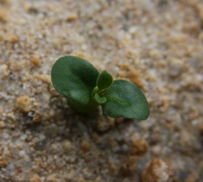 Pachypodium namaquanum - 13.05.2009.jpg