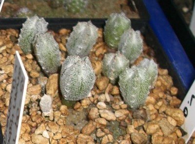 Astrophytum myriostigma v. quadricostatum - 21.09.2009.jpg