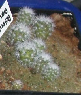Mammillaria candida - 21.09.2009.jpg