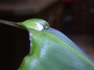 Musa-tropfen2a.jpg