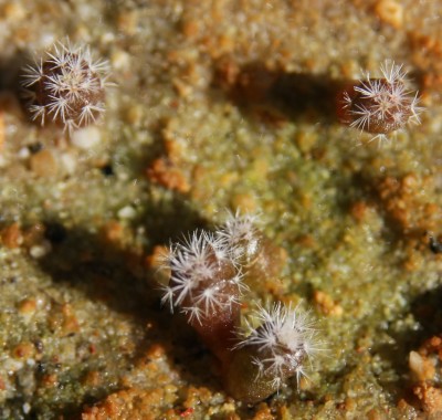 Mammillaria candida - 10.6.2009 - 1.jpg