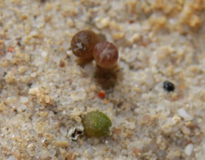 Mammillaria candida - 19.04.2009 - 1.jpg