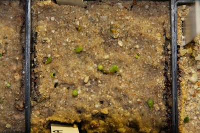Mammillaria candida - 01.04.2009.jpg