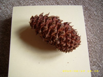 DSCI0011.JPG