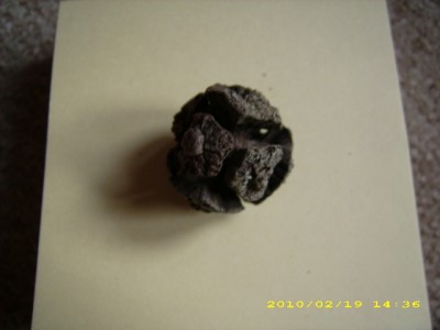 DSCI0010.JPG