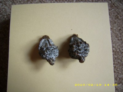 DSCI0007.JPG
