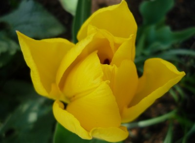 Tulpe gelb.JPG