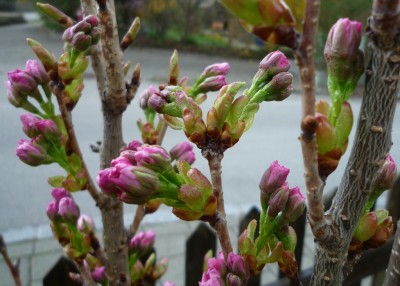 Knospen Japanische Säulenzierkirsche.JPG