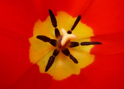 Tulpe Stempel.JPG