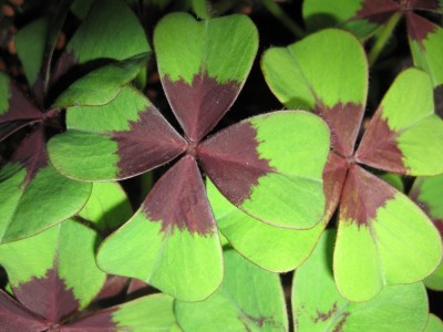 Oxalis.jpg