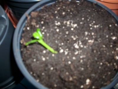 27.04.2010 - 01.JPG