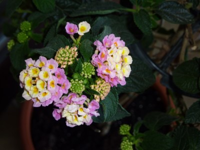 P1010116.JPG