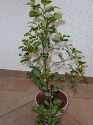 P1010115.JPG