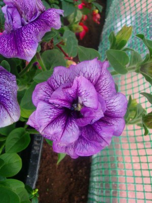 100D8526.JPG