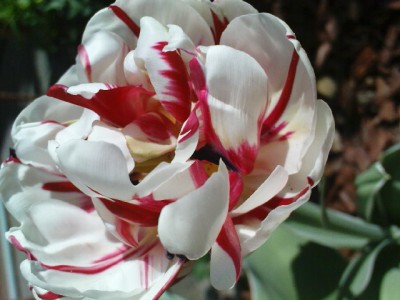 Tulpia Carneval de Nice.JPG