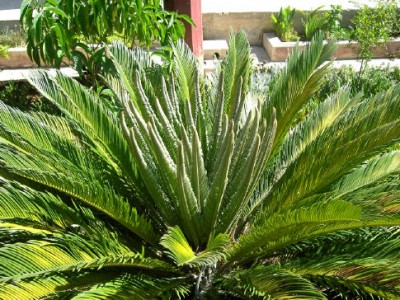 cycas2.jpg