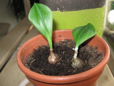 Eucrosia bicolor.jpg