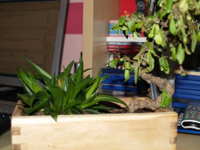 bonsai und kumpel.jpg