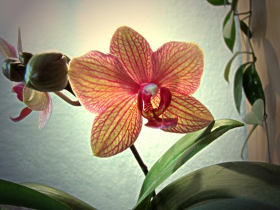 phalaenopsis.JPG
