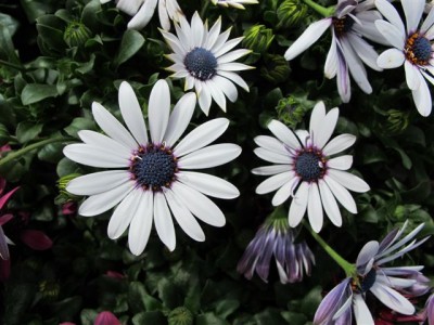 Cinerarie od. Kapkörbchen.JPG