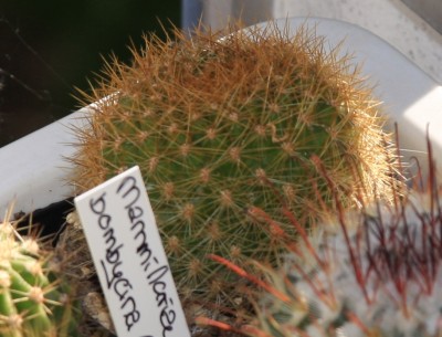 Kaktus_von_osterwichtel_2009.jpg