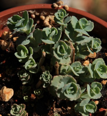 Sedum_sieboldii_von_Dulda_29_04_2010.jpg