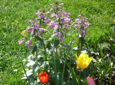 Silberblatt Blüten.JPG