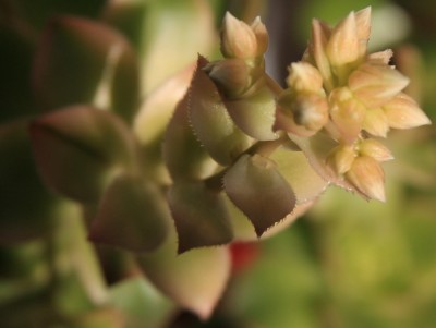 Aeonium_sunburst_29_04_2010 - 1.jpg