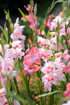 Dahlien und Gladiolen Sommerblüher Blumenzwiebeln · Garten & Pflanzen
