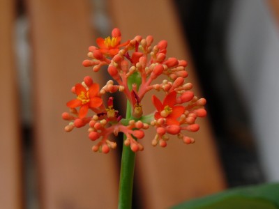 P1050582(1).JPG