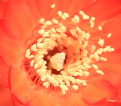 Acanthocalycium_aurantiacum_minas_capillitas_30_04_2010 - 12.jpg