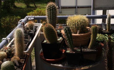 Balkon_30_04_2010 - 2.jpg