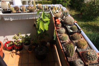 Balkon_30_04_2010 - 1.jpg