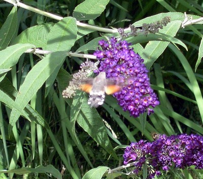 Taubenschwänzchen - Macroglossum stellatarum.JPG