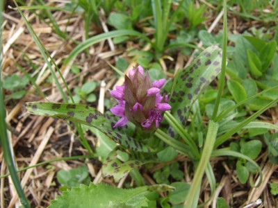 DSCF6257.JPG