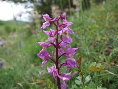 DSCF6247.JPG