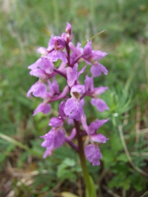 DSCF6245.JPG