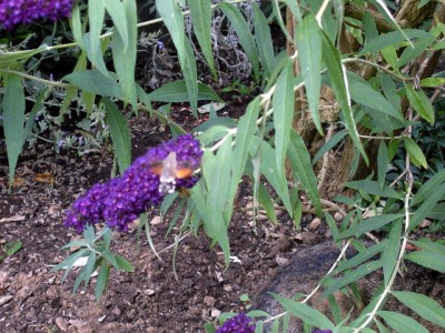 Taubenschwänzchen - Macroglossum stellatarum..JPG