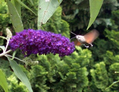 Taubenschwänzchen - Macroglossum stellatarum im Anflug.JPG