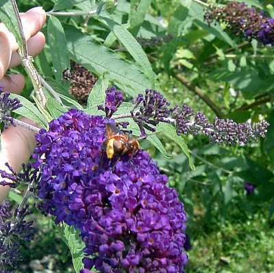 Hornissen- Schwebfliege - Volucella zonaria.JPG