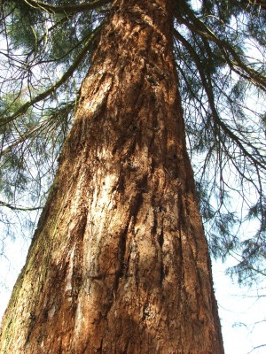 DSCF2455.jpg